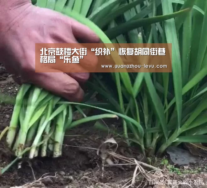 北京鼓楼大街“织补”恢复胡同街巷格局“乐鱼”(图1) 乐鱼